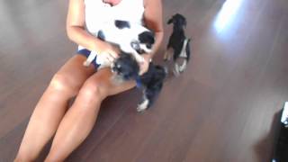 Rina, Rika Und Ralfi Hunde In Not Aus Dem Tierschutz