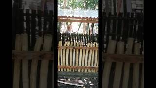 Low budget pig pen #shortsfeed #pig #backyardfarming #bamboo #pighouse #shorts