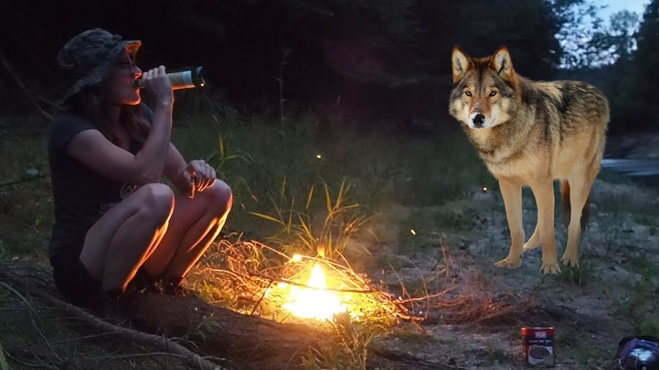 Camping with wolves