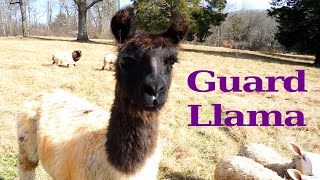Guardian Llama for Sheep: Top 7 Reasons to Choose a Llama over a Dog
