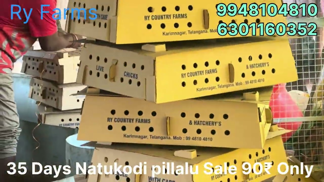 35 Days Natukodi pillalu Sale 9948104810 Raju Reddy 