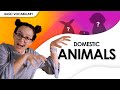 Pets: scopri come pronunciarli DAVVERO in inglese!
