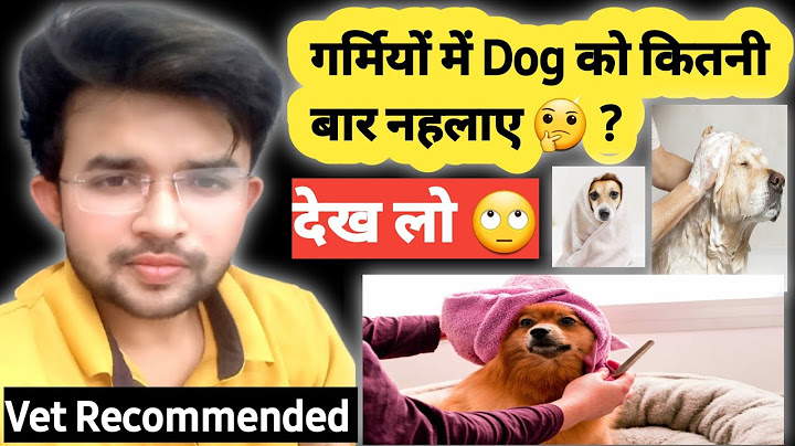 गर्मियों में Dog को कितनी बार 🤔 नहलाए || PUPPY AND ADULT DOG || Bathing Rules || Dog Bathing Doubts
