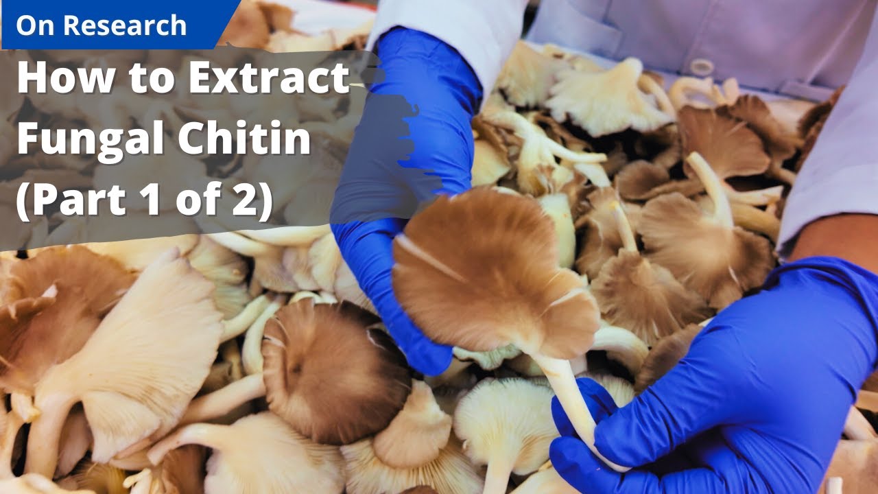 How to Extract Fungal Chitin (Part 1/2) | Preparation Setup
