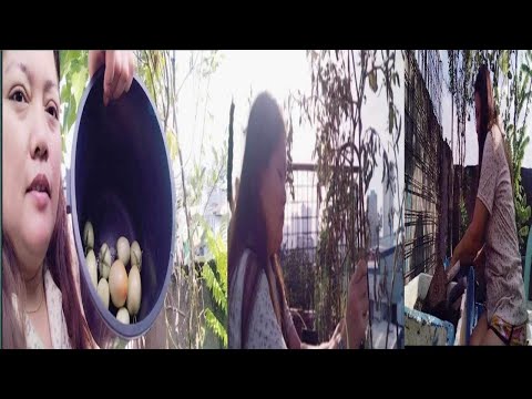 LAST HARVEST SA ATING KAMATIS SA ROOFTOP AT MAGLILINIS TAYO PARA SA ATING LETTUCE