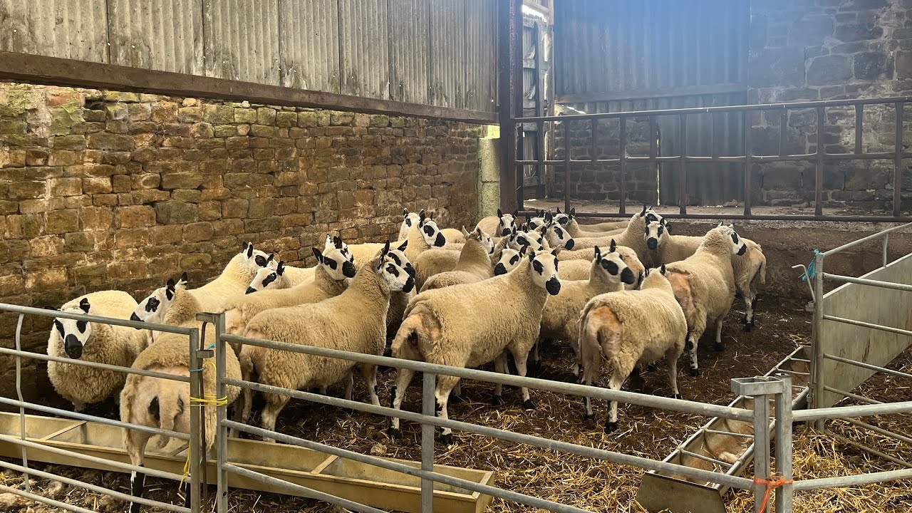 Sponging ewes for 2023 lambing of the Manor Fields Kerry Hill Flock
