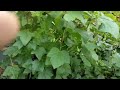 Смородина чорна сорт Радужна Чи варто робити посадку 