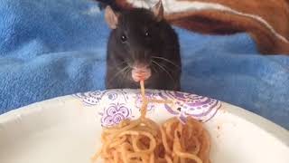 Animalsdt  rat eating spaghetti