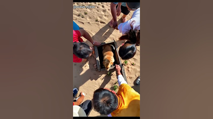 Puppy Trapped in Drain Rescued by Kind Strangers Heartwarming Moment