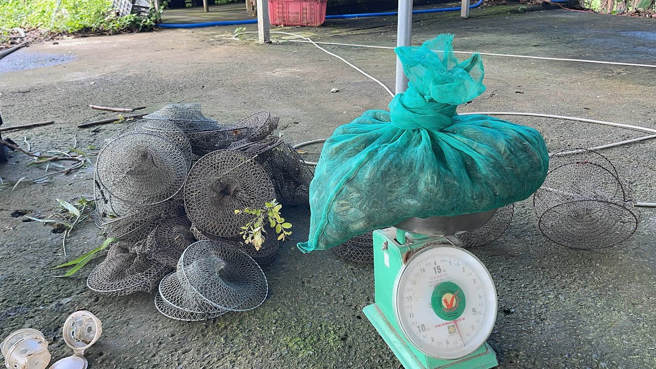 Kinh nghiệm bẫy cua đồng mùa khô cho người mới #bẫycuađồng 