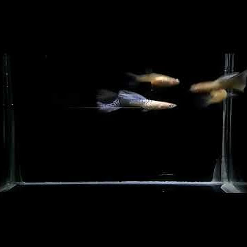 story wa ikan guppy