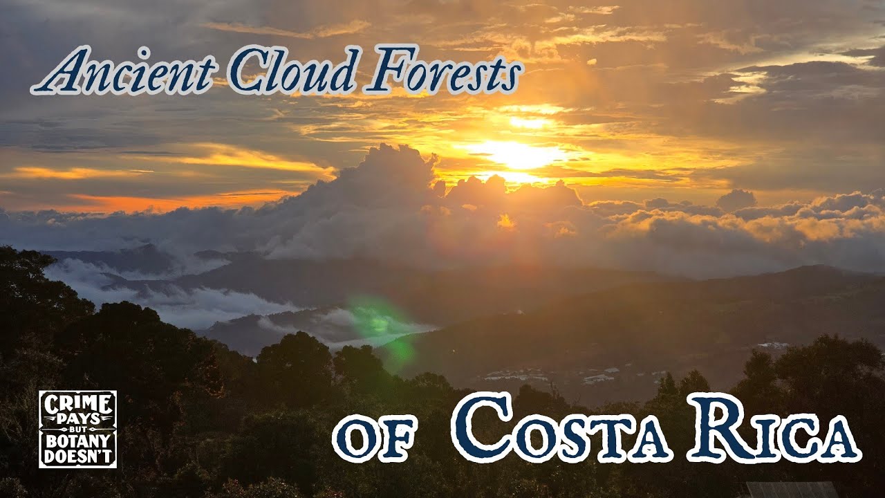 Ancient Cloud Forests of Costa Rica