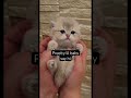 #pets #pug #carlin #lifeisbutadream #haveitoldyoulatelythatiloveyou #kitten #nothingimposiblein