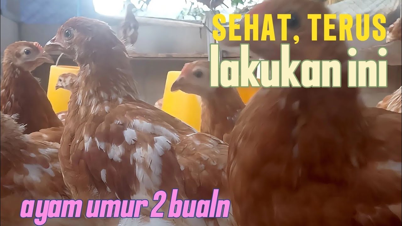 Cara memelihara ayam petelur umur 2 bulan