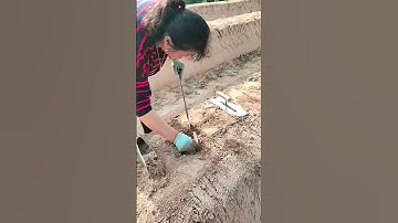 Farmers Digging Asparagus