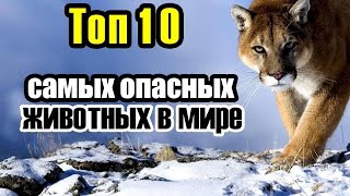 10 САМЫХ ОПАСНЫХ ЖИВОТНЫХ В МИРЕ 10 САМЫХ ОПАСНЫХ ЖИВОТНЫХ В МИРЕ