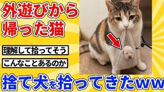 【2ch動物スレ】外遊びから帰った猫、袋に入れられた捨て犬を拾ってきたｗｗｗｗｗ