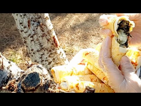 Spinach and Creamy Cheese Borek Recipe| Cooking in Nature