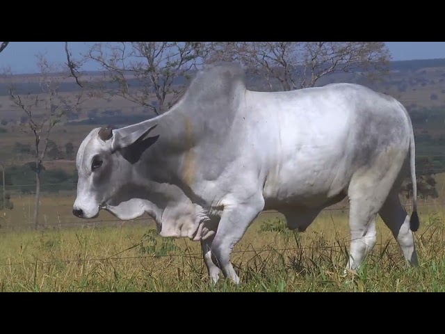 LOTE 16   HWA 3518 mp4