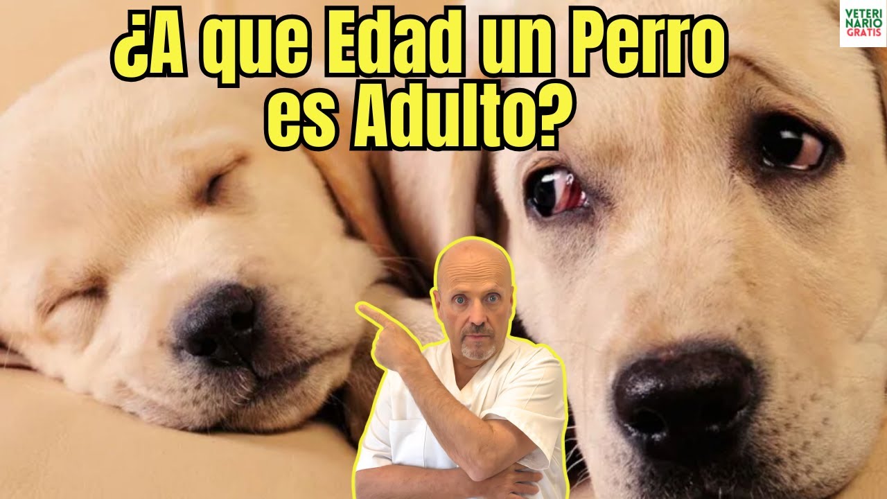 😱¿A QUE EDAD UN PERRO ES ADULTO?😱