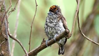 Scaled Piculet and its Sound @Birdfun