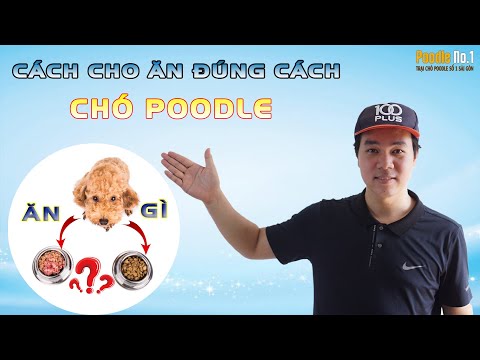 Video: Khi nào bạn nên bắt đầu cai sữa chó con từ chó mẹ?