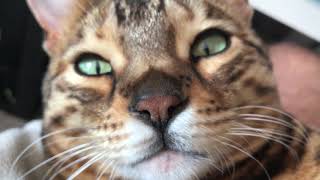 Klaus, il gatto piu' bello del mondo close-up screenshot 4