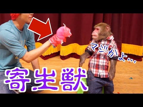 お猿さんにパペット見せたら、飼い主の手がエイリアンになったと思って大パニック！！！