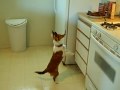 My Dog Barking for Food