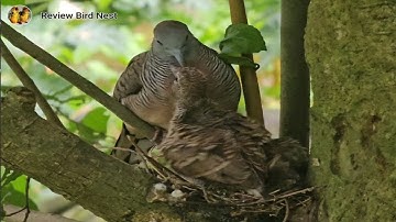 Zebra dove birds Feed the baby in the nest well [ Review Bird Nest ]