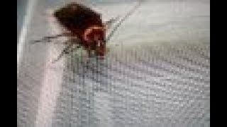 Sydney Pest Control Quote for a Natural Alternative of Pest Control Quote