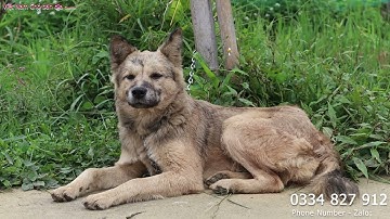 Thần thái hoang dã/CHÓ LÀI DẠNG SÓI/Việt Nam Chó bản địa