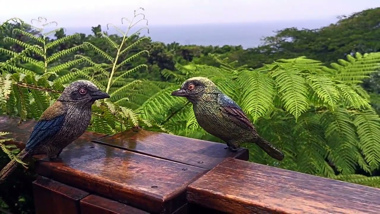 Hibberdene Property Videography