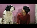 All OF MY PETS | Wildly Indian