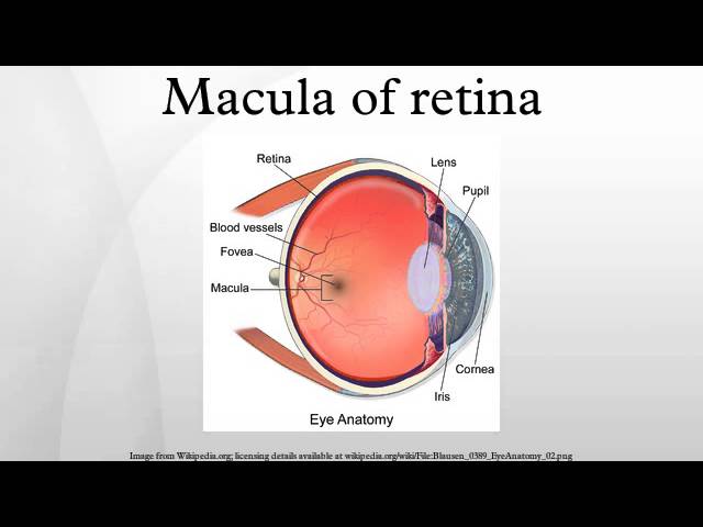 Iris (anatomy) - Wikipedia