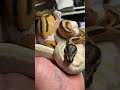 Orange dream pied and superpastel highway ballpythons #reptiles #amazing #animal #animals #snake