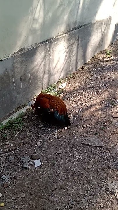 Proses pembuatan ayam joper 1 ( kawin alami layer betina dan pejantan ...
