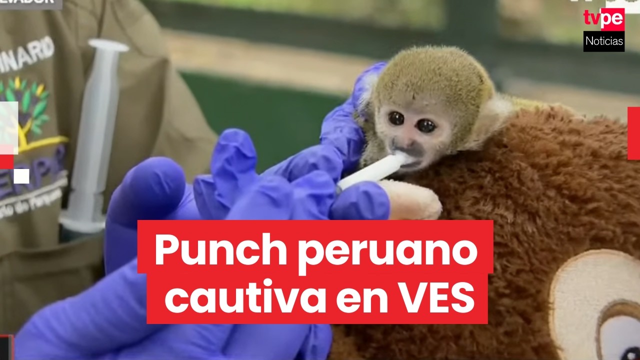 Punch peruano, de mascota ilegal a especie rescatada en VES