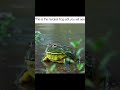 Legendary frog edit meme  shorts phonk fyp