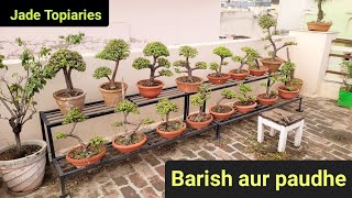 Jade bonsai collection update / Garmi barish aur paudhe 🌲🌲