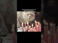 Birthday 🤣 #aesthetic #shorts #subscribe #cat #memes #funny #fyp #fypシ #trending #cats #dance