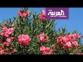 صباح العربية نباتات سامة احذر منها في حديقتك