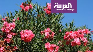 صباح العربية | نباتات سامة.. احذر منها في حديقتك