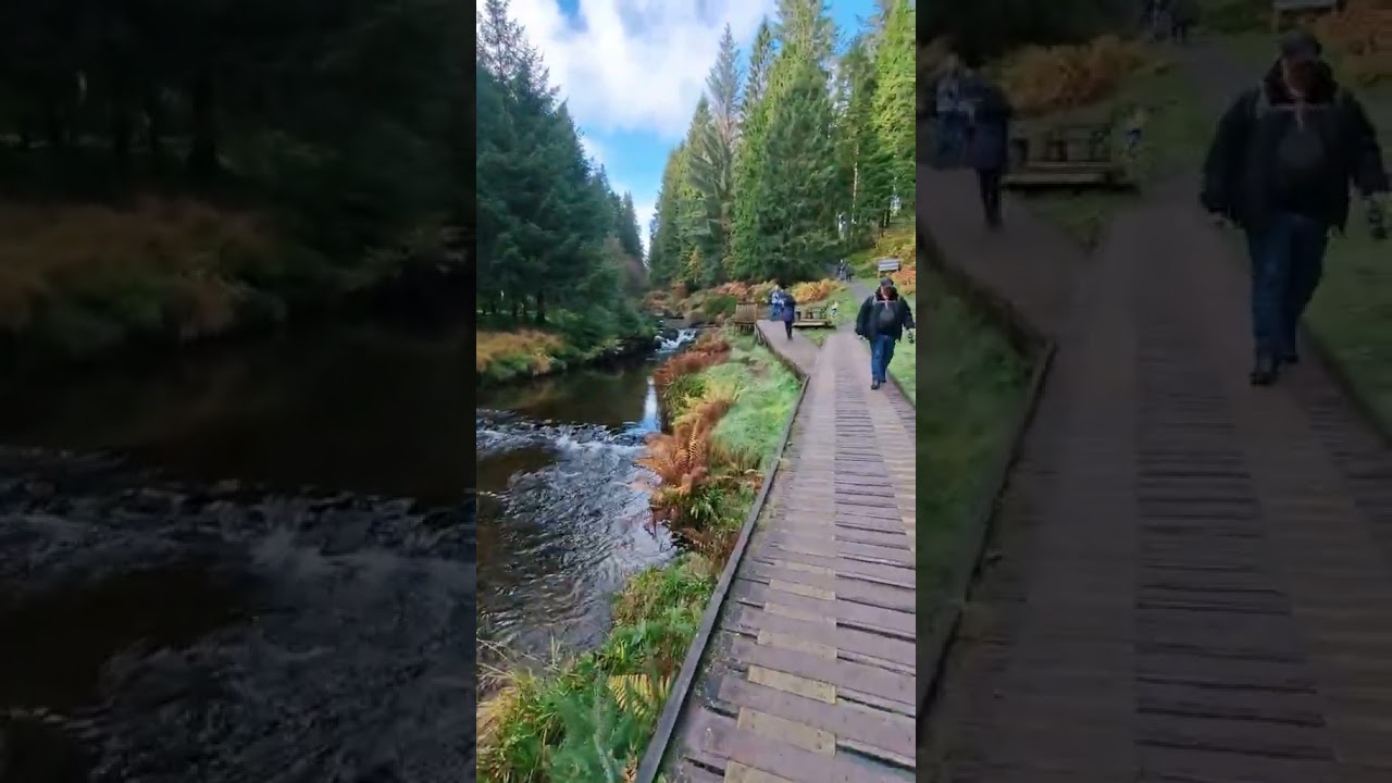 Exploring the Enchanting Hafren Forest: Truly a Nature's Beauty 