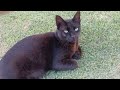 Very cute cat