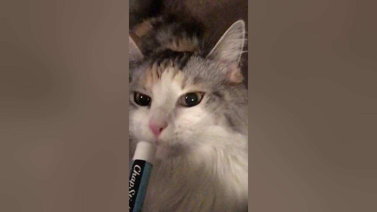 Cat Plays With Chapstick YouTube