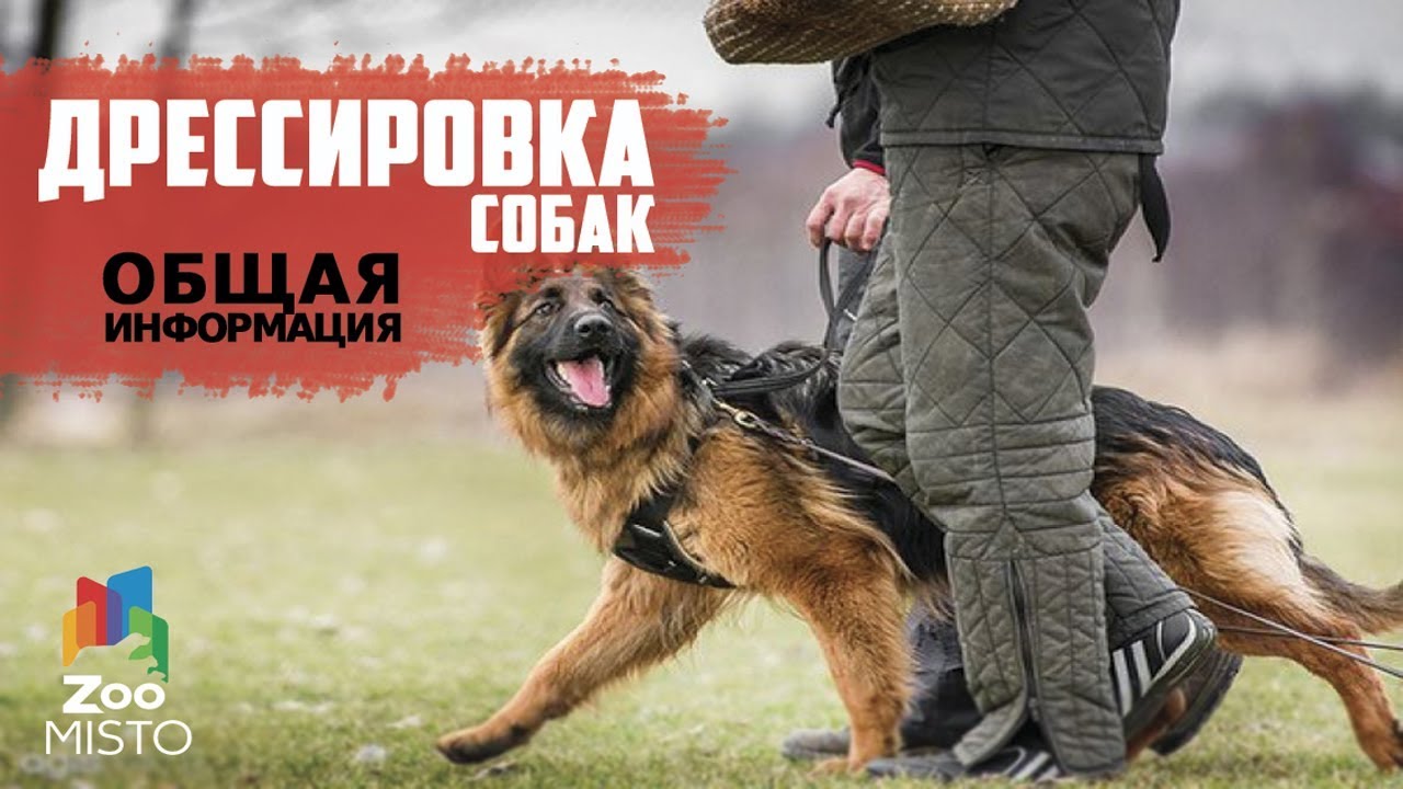 Владимир Даймондов кинолог