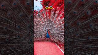The Majestic Red Contrast: Peacock Shows Off Its Feathers! 🦚✨