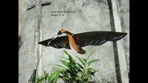 Duck Hunting 2016 (Berburu Belibis) - East Borneo