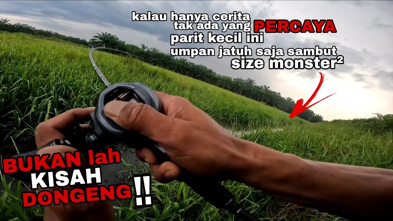 umpan jatuh terus disambut. lubuk haruan paling padu didunia. casting haruan size idaman.